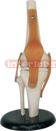 Knee Joint